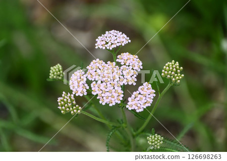 西洋蓍草 西洋蓍草 126698263