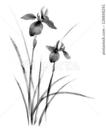 Iris ink painting 126698291