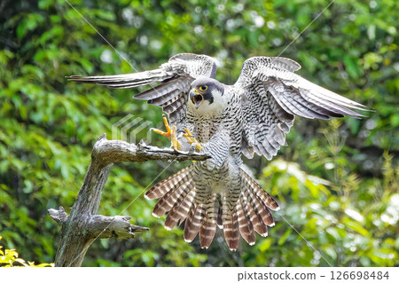 A peregrine falcon perched on a tree, chirping A peregrine falcon perched on a tree, chirping 126698484