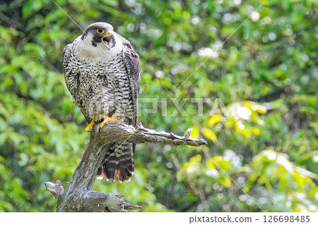 遊隼在棲木上唱歌 遊隼在棲木上唱歌 126698485