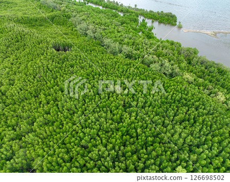 Aerial view mangrove forest ecosystem. Significant economic value in carbon credits, ecosystem services, and climate resilience. Conservation efforts ensure long-term coastal community protection. 126698502