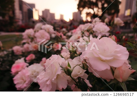 Evening view of the rose garden in Nakanoshima Park, an oasis in the city surrounded by the Dojima River and Tosabori River in Osaka (Rose: Matilda) Evening view of the rose garden in Nakanoshima Park, an oasis in the city surrounded by the Dojima River and Tosabori River in Osaka (Rose: Matilda) 126698517