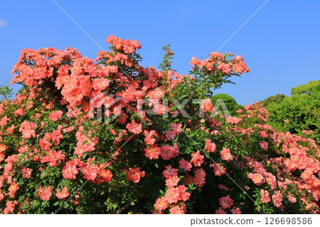 Fragrant rose flower Fragrant rose flower 126698586