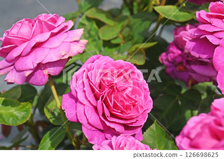 Roses 126698625