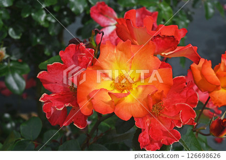Roses 126698626