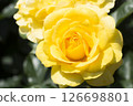 Gorgeous and delicate roses 126698801