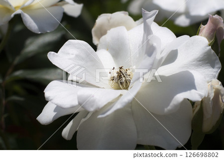 華麗而精緻的玫瑰 126698802