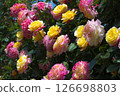 Gorgeous and delicate roses 126698803