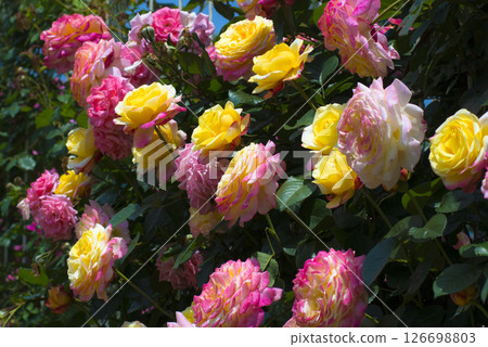 華麗而精緻的玫瑰 126698803