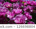 Gorgeous and delicate roses 126698804