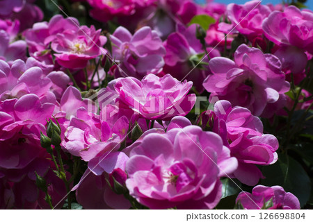 華麗而精緻的玫瑰 126698804