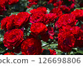 Gorgeous and delicate roses 126698806