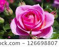 Gorgeous and delicate roses 126698807