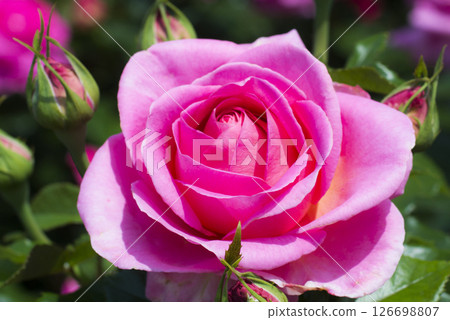 華麗而精緻的玫瑰 126698807