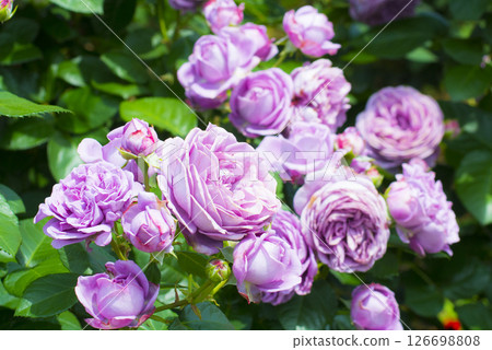 華麗而精緻的玫瑰 126698808