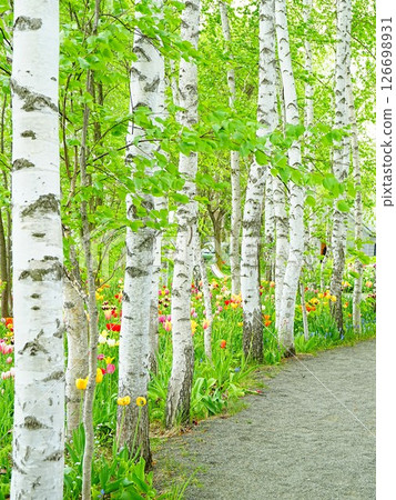 上野農場的北海道白樺樹的壯麗景色 上野農場的北海道白樺樹的壯麗景色 126698931