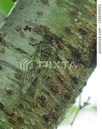 蟬（非常適合夏季影像） 126698952