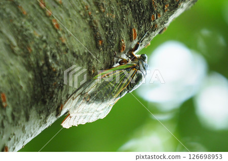 Cicada (perfect for a summer image) Cicada (perfect for a summer image) 126698953