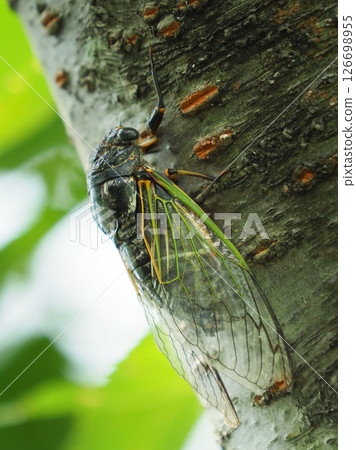 Cicada (perfect for a summer image) Cicada (perfect for a summer image) 126698955