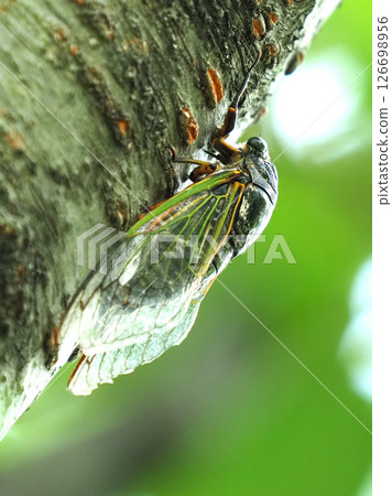 蟬（非常適合夏季影像） 126698956