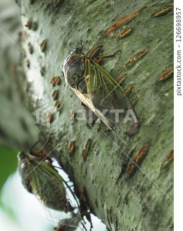 蟬（非常適合夏季影像） 126698957