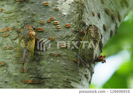 Cicada (perfect for a summer image) Cicada (perfect for a summer image) 126698958