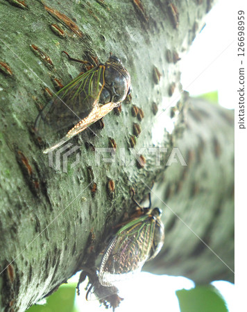 蟬（非常適合夏季影像） 126698959