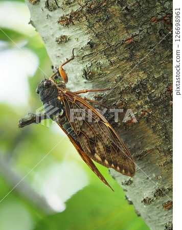 蟬(非常適合夏季影像) 蟬(非常適合夏季影像) 126698961