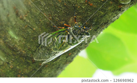 蟬（非常適合夏季影像） 126698962