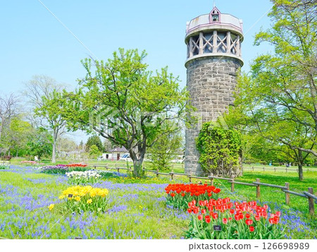 北海道風光:百合之原公園鬱金香花田 北海道風光:百合之原公園鬱金香花田 126698989