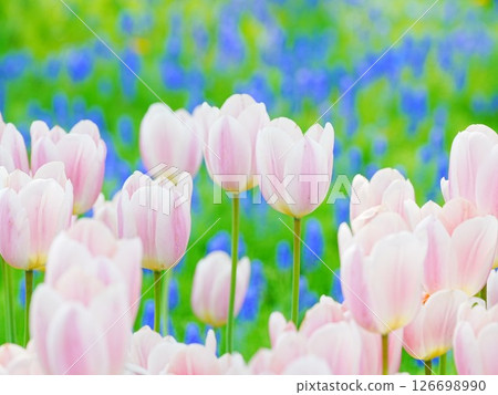 Hokkaido scenery: Yurigahara Park tulip fields Hokkaido scenery: Yurigahara Park tulip fields 126698990