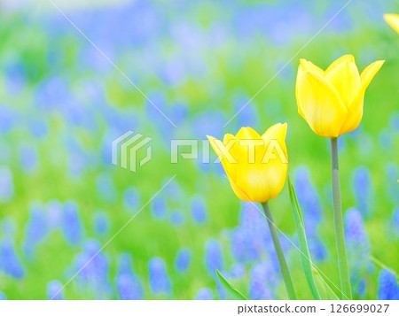 Hokkaido scenery: Yurigahara Park tulip fields Hokkaido scenery: Yurigahara Park tulip fields 126699027