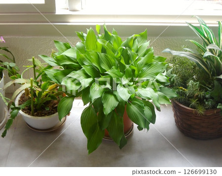 potted houseplant potted houseplant 126699130