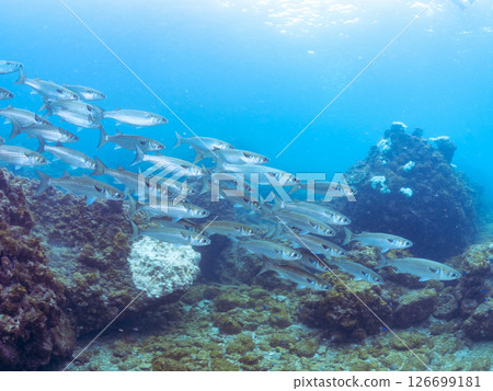 Half-surface shot of a beautiful school of mullets (family Mullet) swimming near the surface. Hirizohama Nakagi Minamiizu Town Izu Peninsula Shizuoka Prefecture 2024 126699181