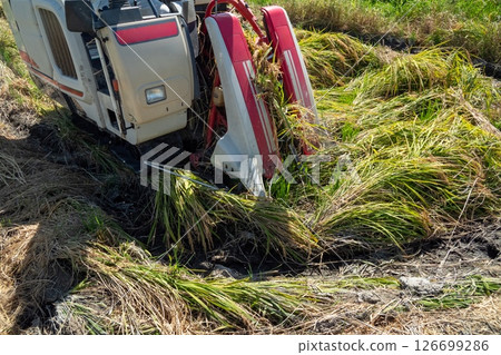 Harvesting fallen rice 126699286