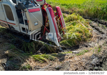 Harvesting fallen rice 126699287