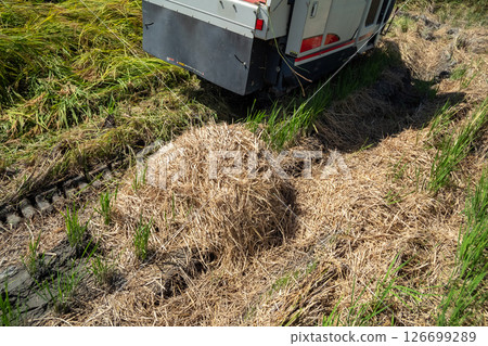 水稻收割 126699289