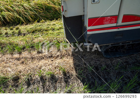 水稻收割 水稻收割 126699293