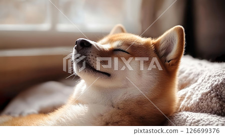 一隻睡著的柴犬露出幸福的微笑 126699376