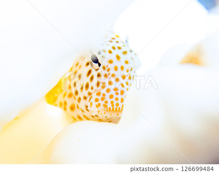 Juvenile blenny fish living on bleached coral. Hirizohama Nakagi Minamiizu Town Izu Peninsula Shizuoka Prefecture 2024 Juvenile blenny fish living on bleached coral. Hirizohama Nakagi Minamiizu Town Izu Peninsula Shizuoka Prefecture 2024 126699484
