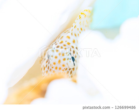 Juvenile blenny fish living on bleached coral. Hirizohama Nakagi Minamiizu Town Izu Peninsula Shizuoka Prefecture 2024 Juvenile blenny fish living on bleached coral. Hirizohama Nakagi Minamiizu Town Izu Peninsula Shizuoka Prefecture 2024 126699486