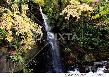 Yugawara Town Manyo Park Yugawara Soyugawa Road Waterfall and Autumn Leaves 126699506