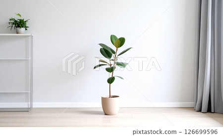 A rubber plant in a clay pot in the room A rubber plant in a clay pot in the room 126699596