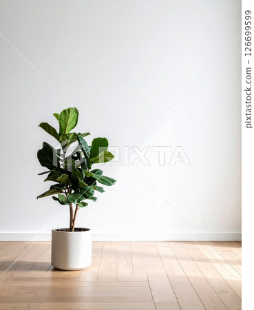 A Fiddle Fig plant in a clay pot in the room 126699599