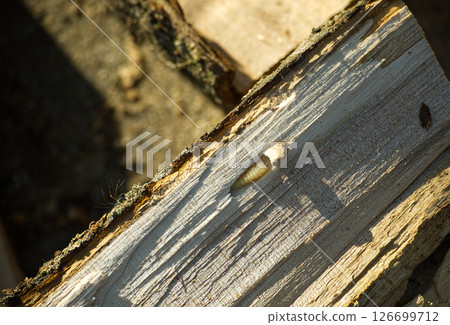 A woodworm larva rests on the rough, sunlit surface of a piece of lumber with textured grain. 126699712