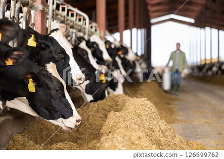 Dairy cows peeking out from behind stall fence in livestock farm Dairy cows peeking out from behind stall fence in livestock farm 126699762