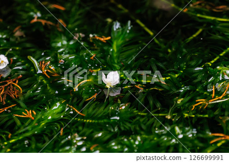 港口水中盛開著水生植物加拿大水蘊草的美麗花朵。 Hirizohama Nakagi 南伊豆鎮 伊豆半島 靜岡縣 2024 港口水中盛開著水生植物加拿大水蘊草的美麗花朵。 Hirizohama Nakagi 南伊豆鎮 伊豆半島 靜岡縣 2024 126699991