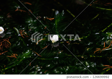 Beautiful water plant Elodea canadensis flowers blooming in the water area of the harbor. Hirizohama Nakagi Minamiizu Town Izu Peninsula Shizuoka Prefecture 2024 Beautiful water plant Elodea canadensis flowers blooming in the water area of the harbor. Hirizohama Nakagi Minamiizu Town Izu Peninsula Shizuoka Prefecture 2024 126699992