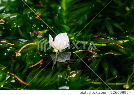 Beautiful water plant Elodea canadensis flowers blooming in the water area of the harbor. Hirizohama Nakagi Minamiizu Town Izu Peninsula Shizuoka Prefecture 2024 Beautiful water plant Elodea canadensis flowers blooming in the water area of the harbor. Hirizohama Nakagi Minamiizu Town Izu Peninsula Shizuoka Prefecture 2024 126699994