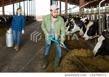 Farmer spreading fodder with shovel and feeding cows in cowshed 126700171